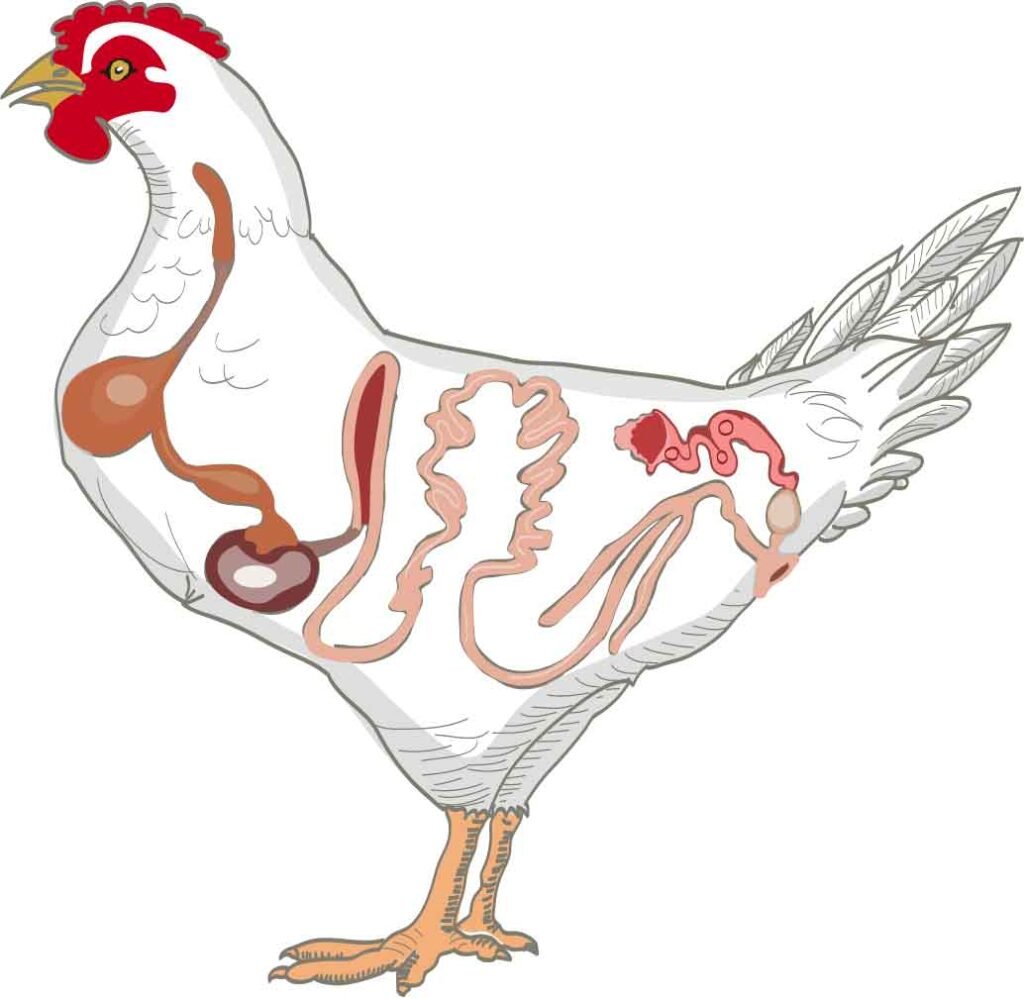 Ilustração da anatomia da galinha e o porco vetorizada