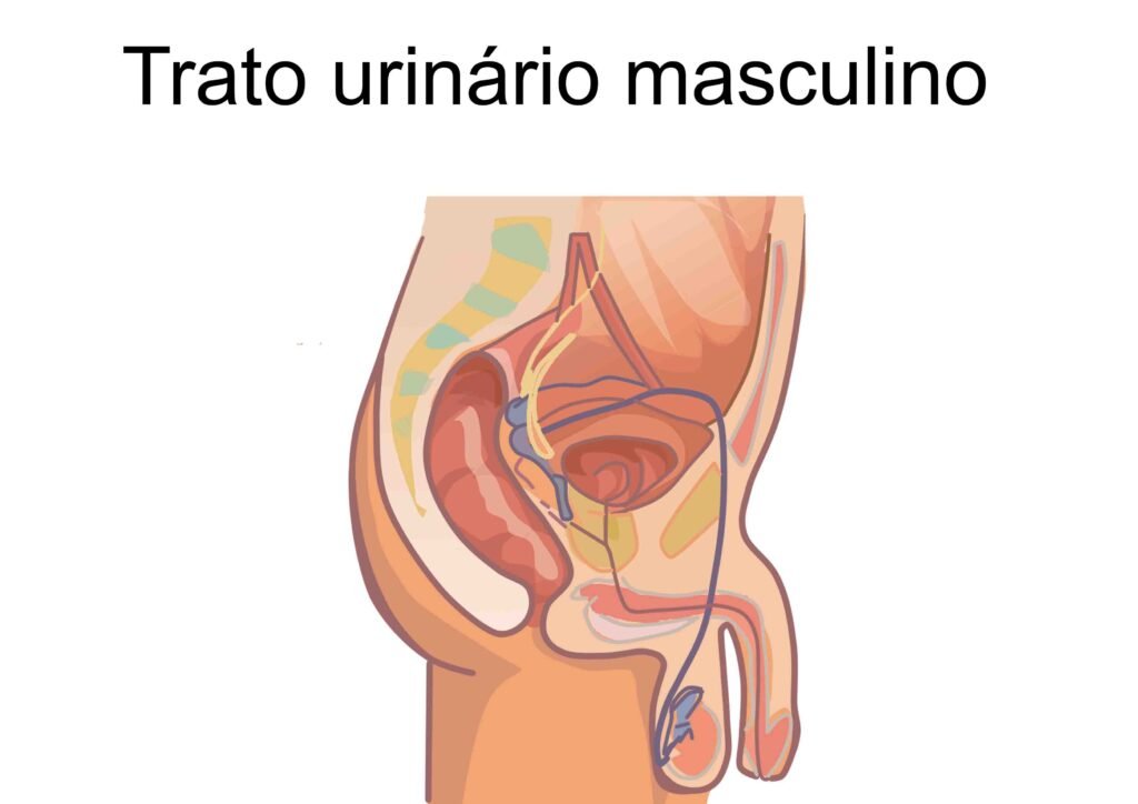 Ilustrações do corpo humano e seus órgãos